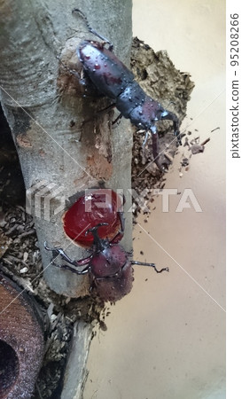 Rhinoceros beetle and stag beetle Rhinoceros beetle and stag beetle 95208266
