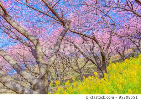 [季節圖像素材]河津櫻花和油菜花（神奈川縣松田山周邊） 95208551