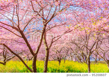 [季節圖像素材]河津櫻花和油菜花（神奈川縣松田山周邊） 95208607