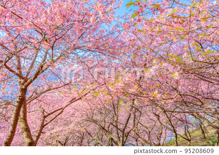 [季節影像素材]河津櫻花（神奈川縣松田山周邊） 95208609