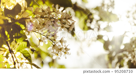 White flowers of cherry blossom on cherry tree close up. Blossoming of white petals of cherry flower. Bright floral scene with natural lighting Wallpaper background for greeting card Copy space White flowers of cherry blossom on cherry tree close up. Blossoming of white petals of cherry flower. Bright floral scene with natural lighting Wallpaper background for greeting card Copy space 95208710