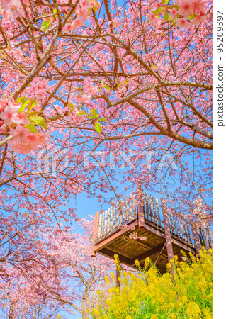 [季節圖像素材]河津櫻花和油菜花（神奈川縣松田山周邊） 95209397