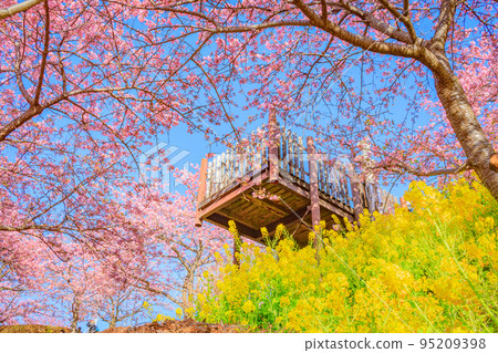 [季節圖像素材]河津櫻花和油菜花（神奈川縣松田山周邊） 95209398