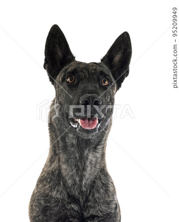 Dutch Shepherd in studio Dutch Shepherd in studio 95209949