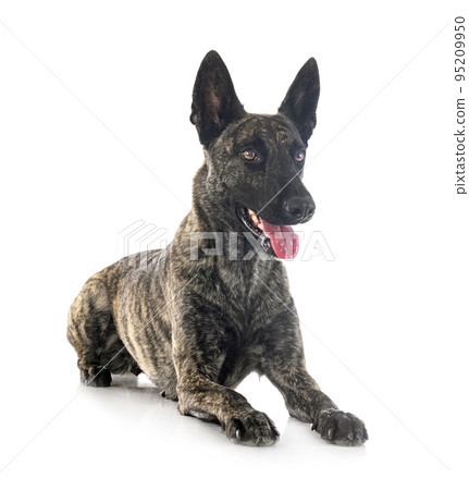 Dutch Shepherd in studio 95209950