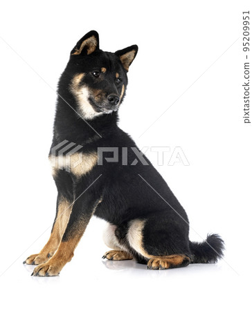 shiba inu in studio 95209951