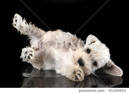 puppy miniature schnauzer in studio 95209953