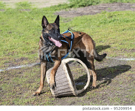 training of belgian shepherd 95209954