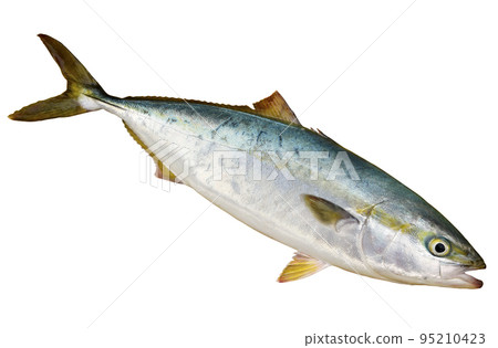 Freshly caught yellowtail Freshly caught yellowtail 95210423