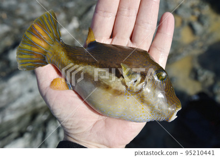 Freshly caught Kita-makura 95210441