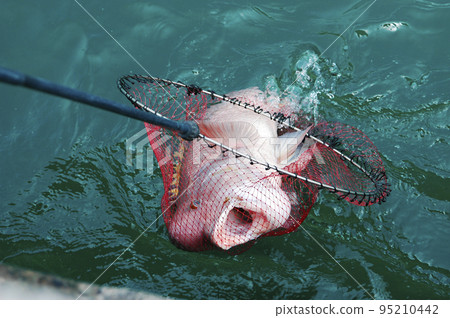 Caught Asian sheepshead wrasse 95210442