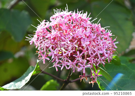 Butakagi（牡丹氣味樹） 95210865