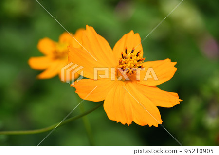 Kibana cosmos (yellow flowers fall cherry blossoms) 95210905
