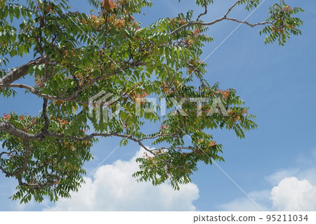 抬頭看一棵樹 抬頭看一棵樹 95211034