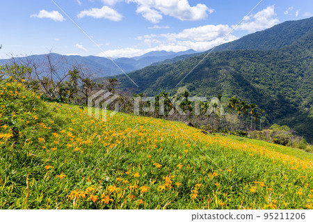 Daylily flower field in Taimali Kinchen Mountain in Taitung of Taiwan Daylily flower field in Taimali Kinchen Mountain in Taitung of Taiwan 95211206