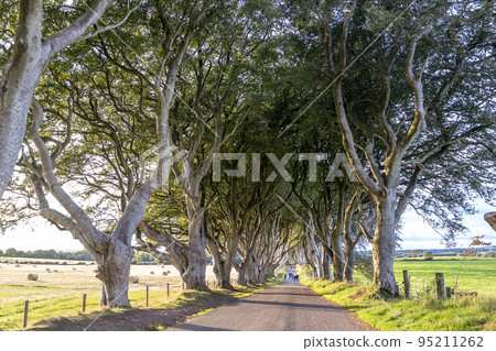 The Dark Hedges tree tunnel in Ballymoney, Northern Ireland The Dark Hedges tree tunnel in Ballymoney, Northern Ireland 95211262