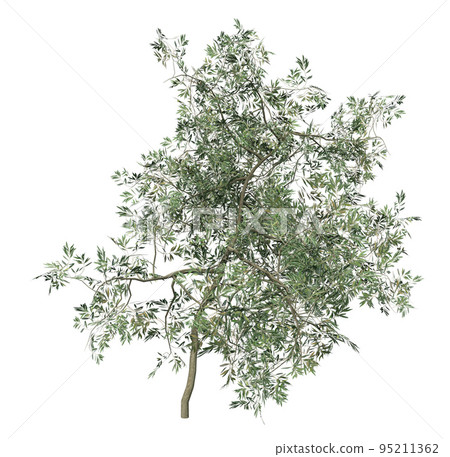 3D Small olive tree isolated 95211362