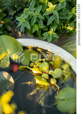 Nymph flower on water Nymph flower on water 95211595
