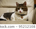 Cat IMG6797 95212108