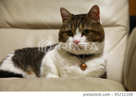 貓 IMG6797 95212108