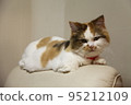Cat IMG6718 95212109