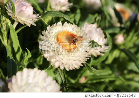 Straw chrysanthemum orange flower yellow flower white flower bee Straw chrysanthemum orange flower yellow flower white flower bee 95212548