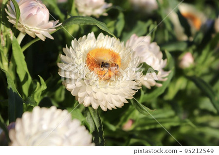 Straw chrysanthemum orange flower yellow flower white flower bee 95212549
