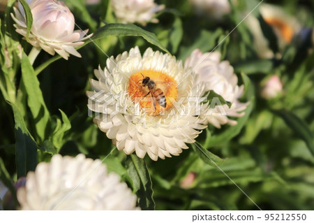 Straw chrysanthemum orange flower yellow flower white flower bee 95212550