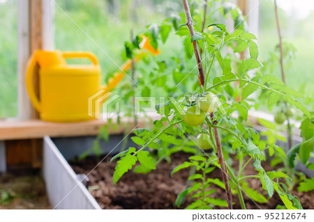 young green tomato fruits growing on a bush, in a garden bed in a greenhouse. 95212674