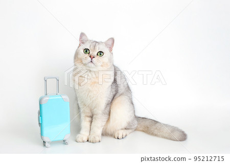 Cute white cat sits with a blue suitcase on a white background Cute white cat sits with a blue suitcase on a white background 95212715