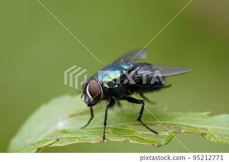Obikinfly Obikinfly 95212771