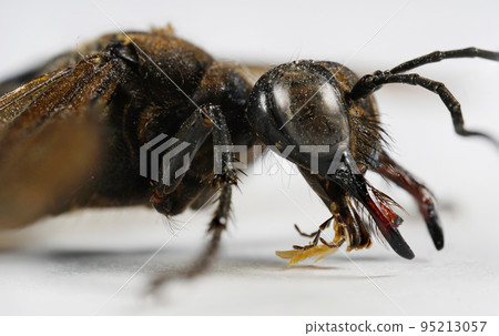 黃蜂 黃蜂 95213057