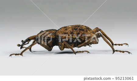 風化的象鼻蟲 95213061