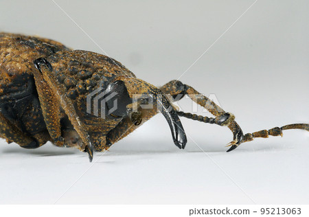風化的象鼻蟲 95213063