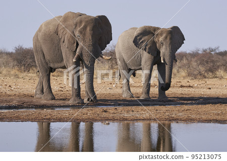 African elephant at a waterhole 95213075