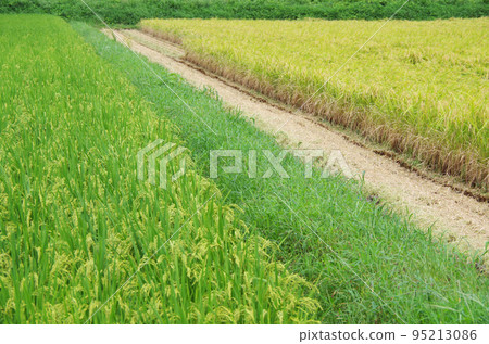 道路兩邊生長著不同生長的水稻植物的景象 95213086