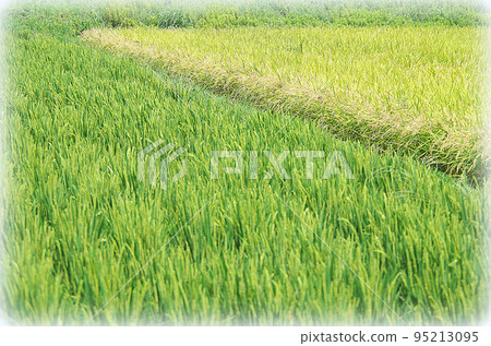 A scene of rice plants of different growth growing across a ridge (illustration style) A scene of rice plants of different growth growing across a ridge (illustration style) 95213095