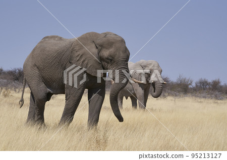 Bull elephant in Etosha National Park Bull elephant in Etosha National Park 95213127