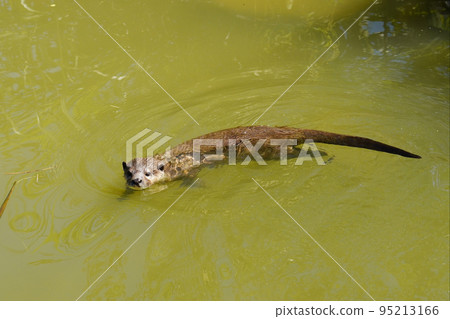 Small-clawed otter 95213166