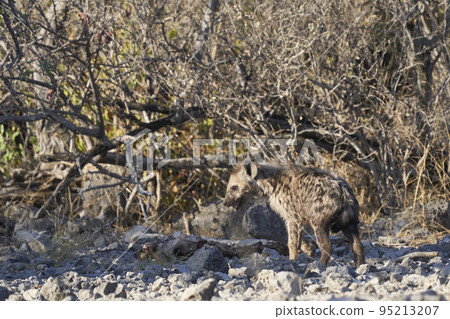 Spotted Hyena in Etosha National Park 95213207