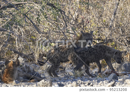 Spotted Hyena in Etosha National Park 95213208