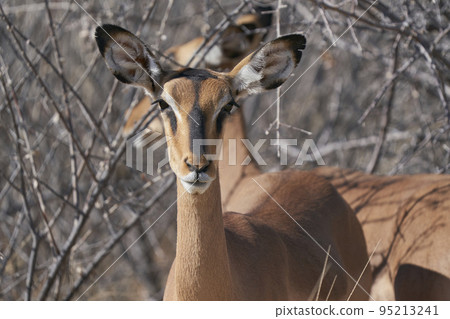 Black-faced Impala Black-faced Impala 95213241