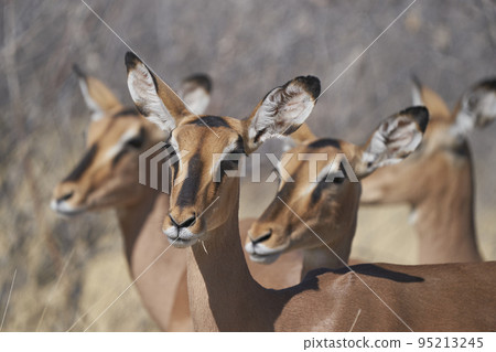 Black-faced Impala Black-faced Impala 95213245