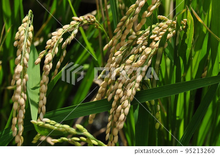 Harvested ears of rice drooping in autumn 08 Harvested ears of rice drooping in autumn 08 95213260