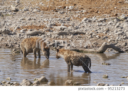 Spotted Hyaena cooling off in a waterhole i 95213273
