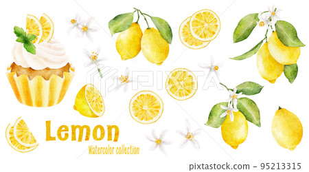 Set of lemons, flowers and cupcake with lemon and mint isolated on white background. Set of lemons, flowers and cupcake with lemon and mint isolated on white background. 95213315