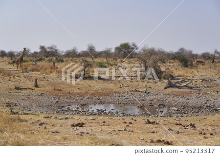 Waterhole in Etosha National Park 95213317