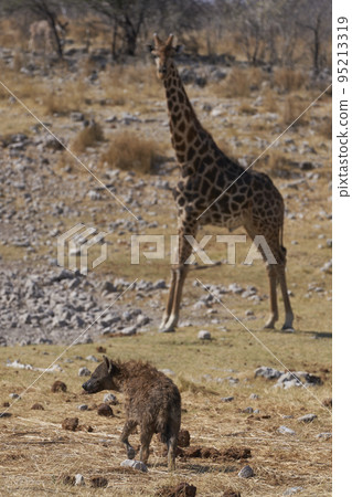 Waterhole in Etosha National Park Waterhole in Etosha National Park 95213319
