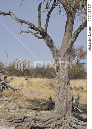 Leopard in a tree 95213417