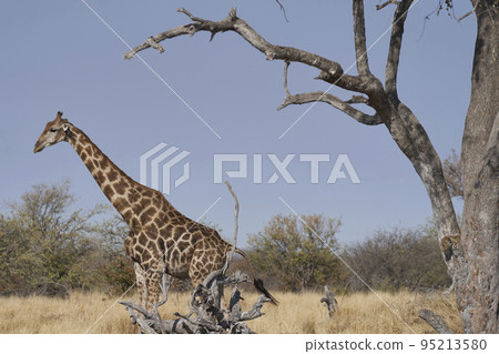 Leopard in a tree  95213580